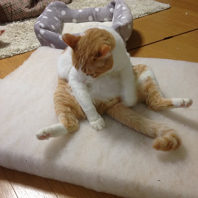 Kinanさんの実例写真
