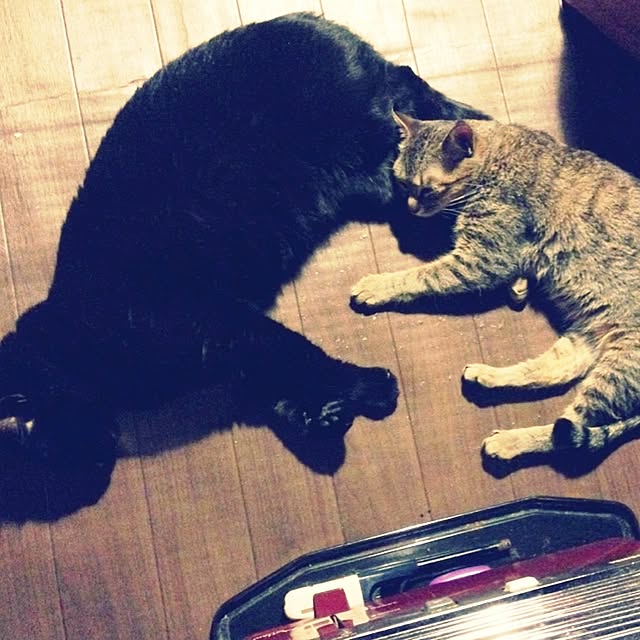 aiさんの実例写真