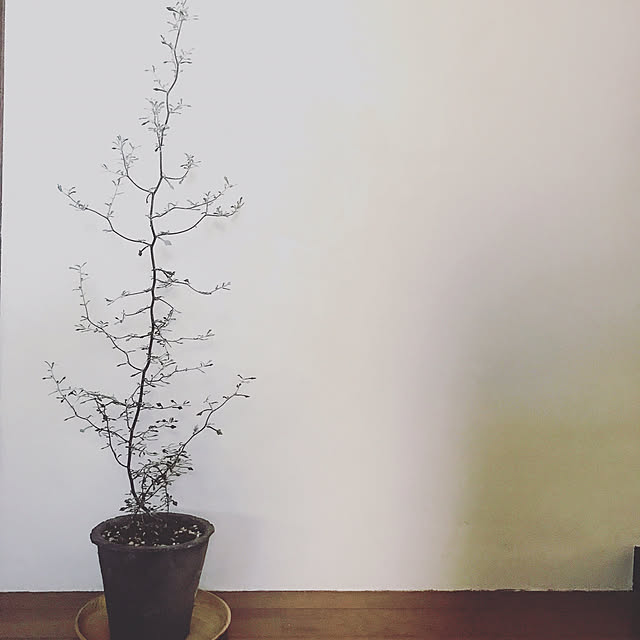 tocoriさんの実例写真