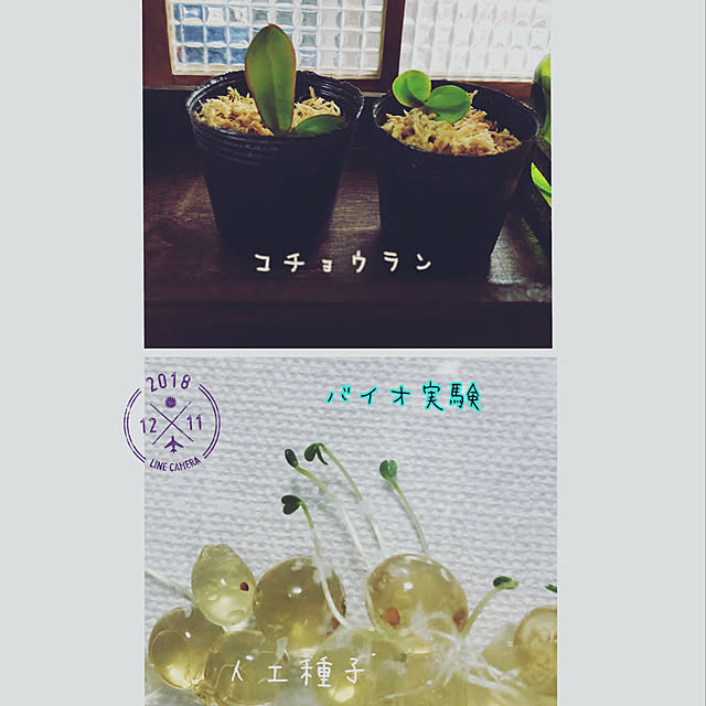 honohonoさんの実例写真
