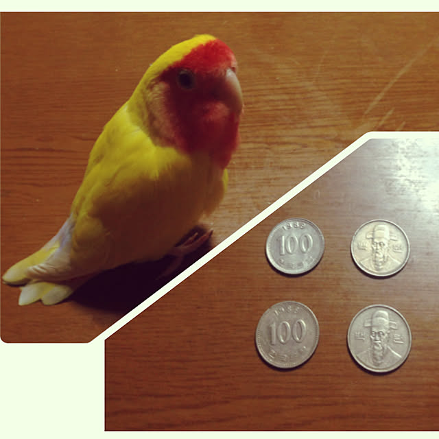 aoinokimiさんの実例写真