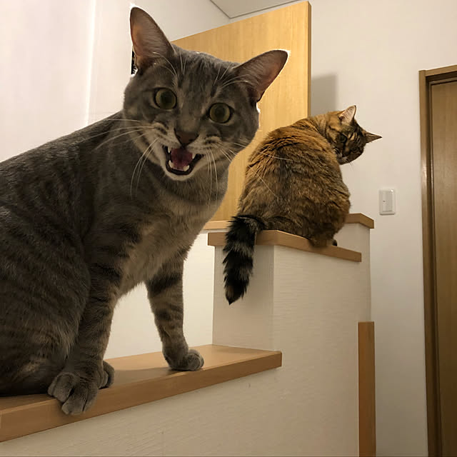 kuu511さんの実例写真