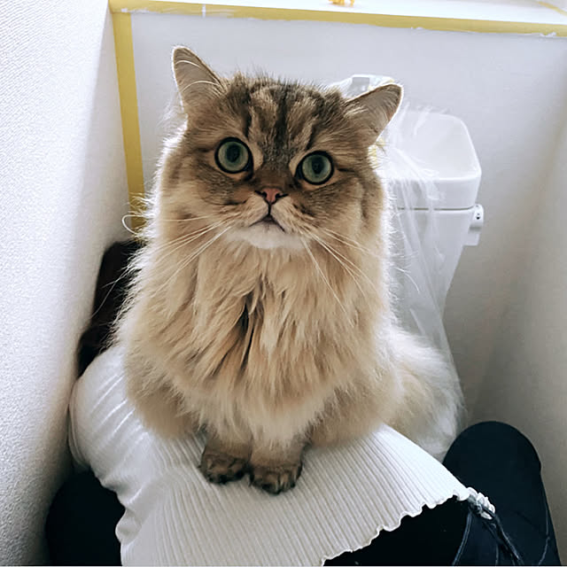 wolf_____21さんの実例写真