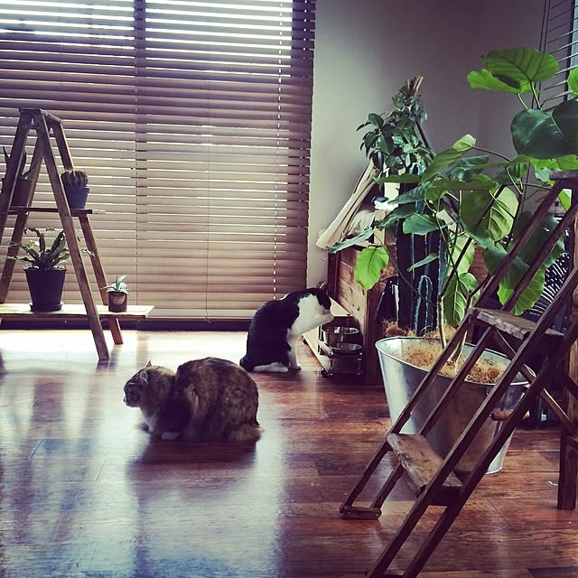 katsuwobushiさんの実例写真
