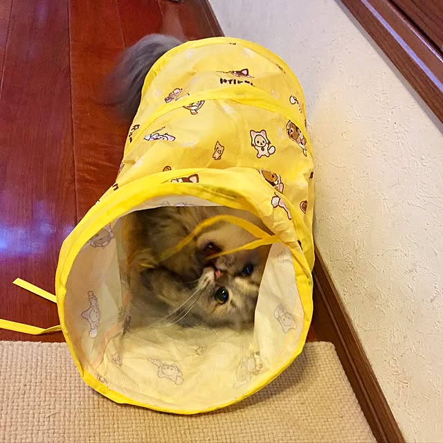 butachanさんの実例写真