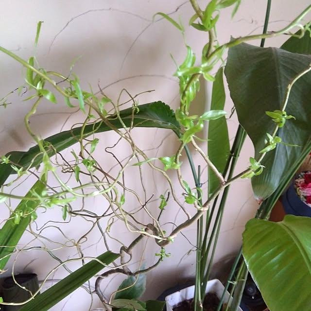 coco1204さんの部屋
