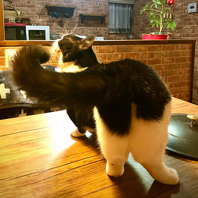 butachanさんの実例写真
