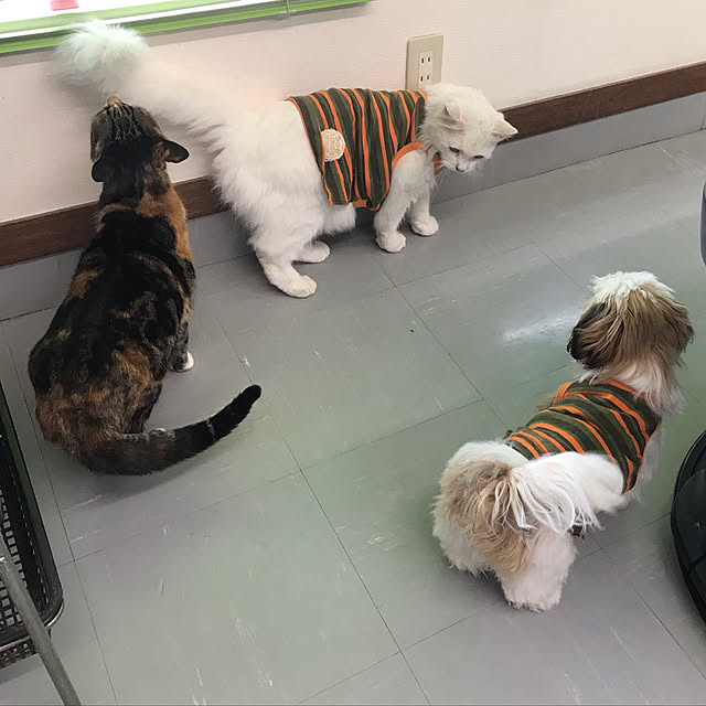 soraさんの実例写真