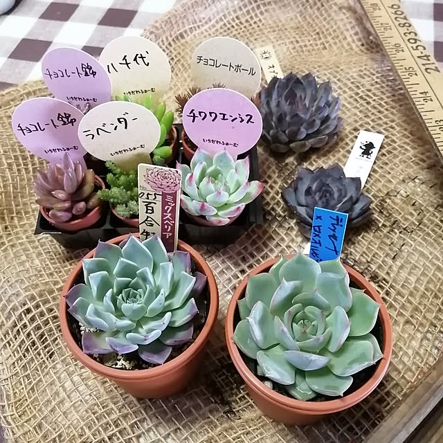 teruminさんの部屋