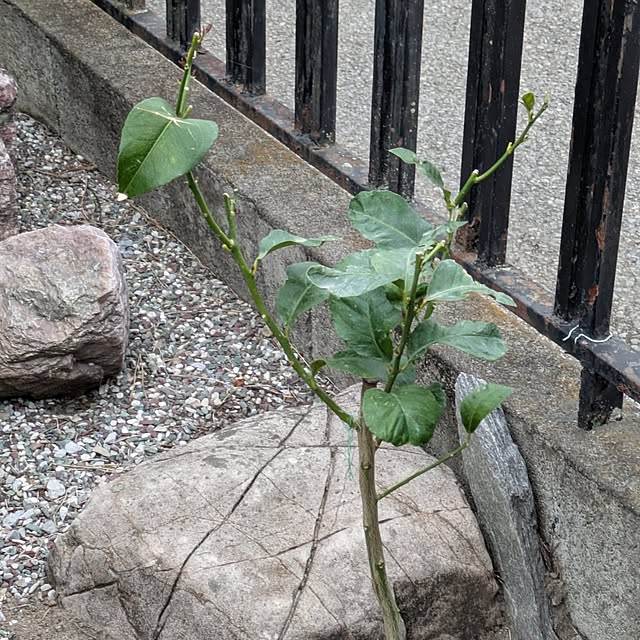 minnieさんの部屋