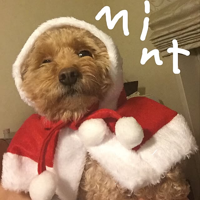 mintさんの実例写真