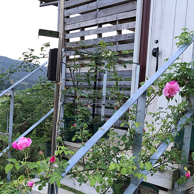 sakurasakuさんの実例写真