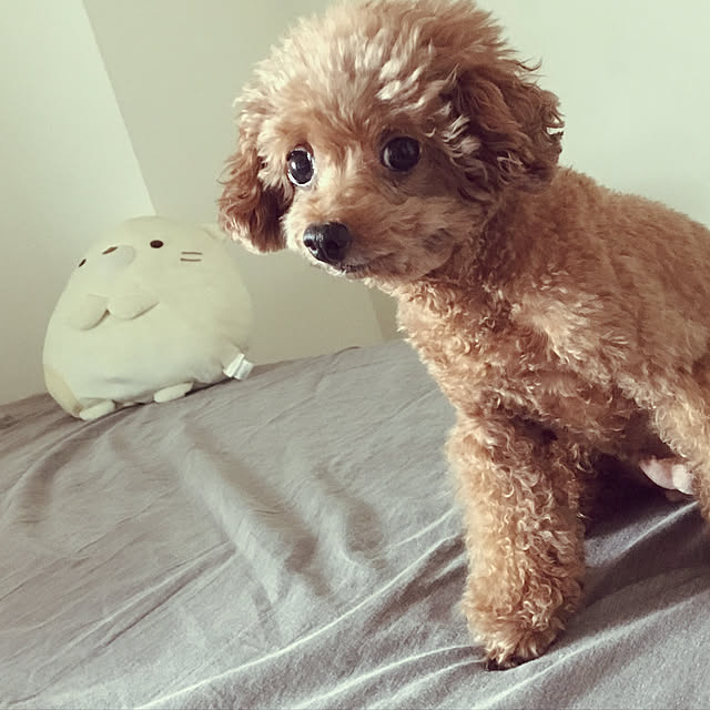 haru._.hanaさんの実例写真