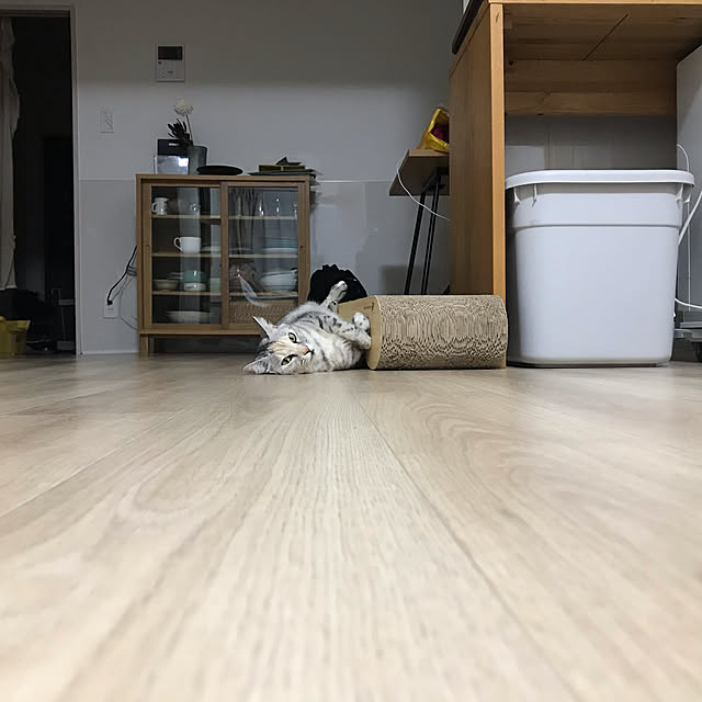 ねこのいる日常/リビングのインテリア実例 - 2020-11-17 09:01:56