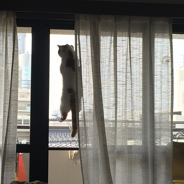 chi_kaさんの実例写真