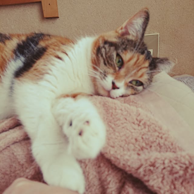 yukieさんの実例写真