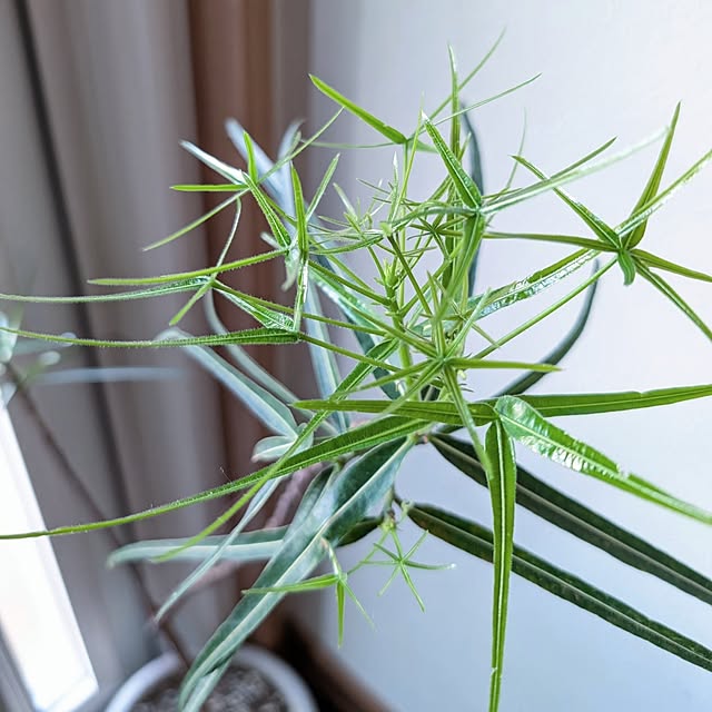 mak.さんの部屋