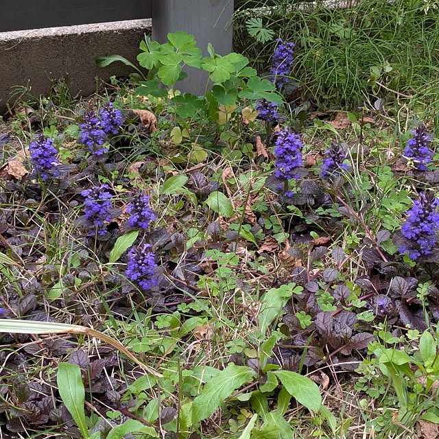 Ruii25さんの実例写真