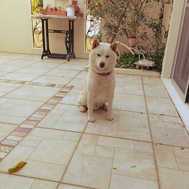 bu-bu-chanさんの実例写真