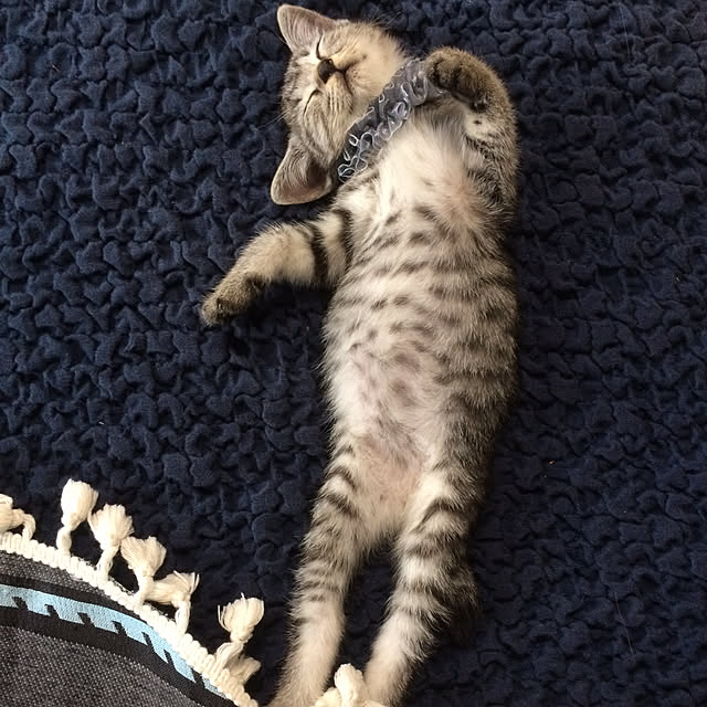 annさんの実例写真