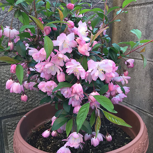 richanさんの実例写真