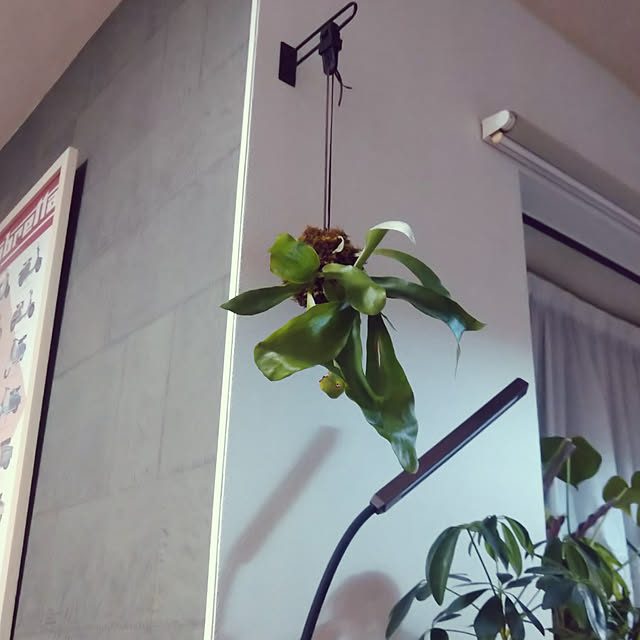 nippopoさんの実例写真