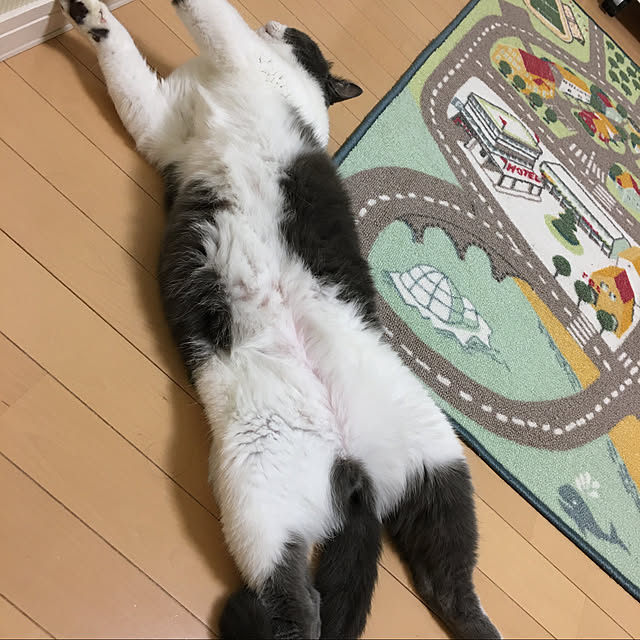 実例写真