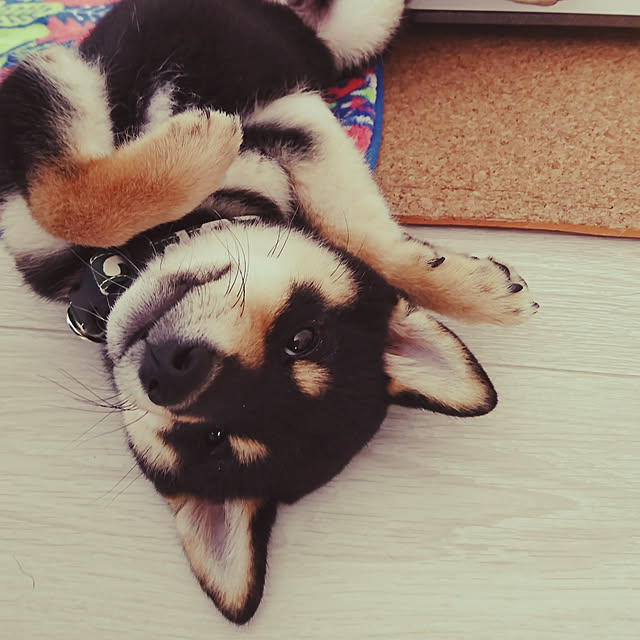 実例写真