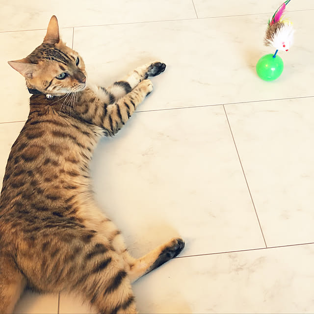 iranさんの実例写真