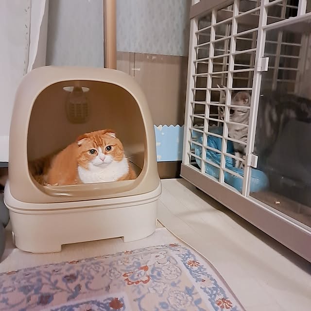 バス/トイレ/インテリア/猫トイレ/ねこのいる日常/ねこと暮らす...などのインテリア実例 - 2023-06-06 18:30:02