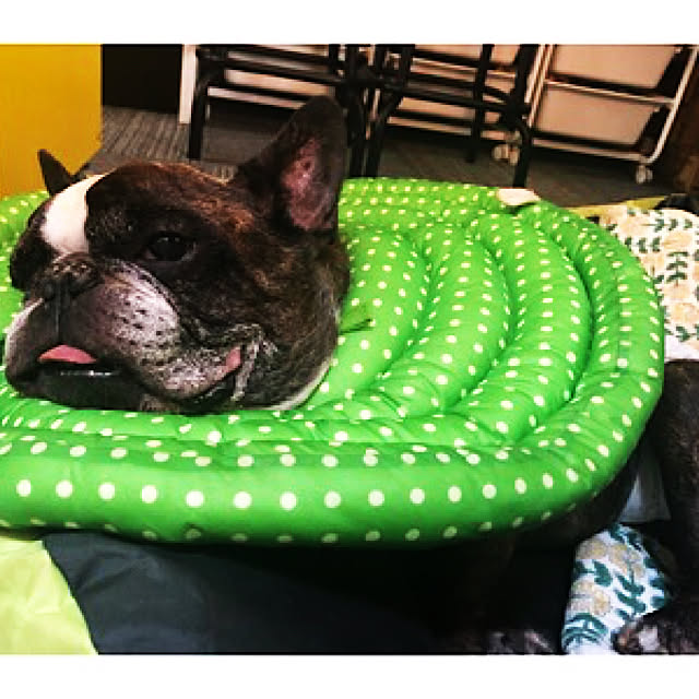 pecoさんの実例写真