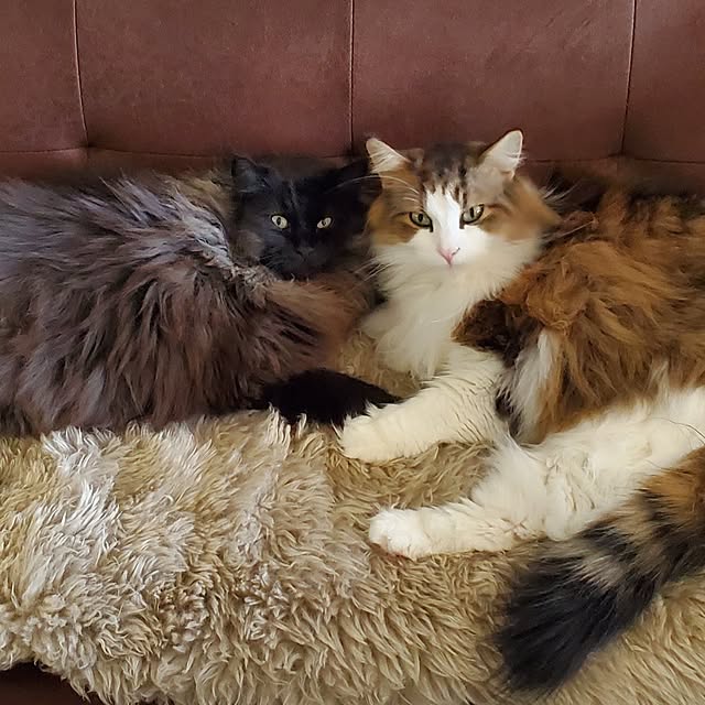 muku+maroさんの部屋