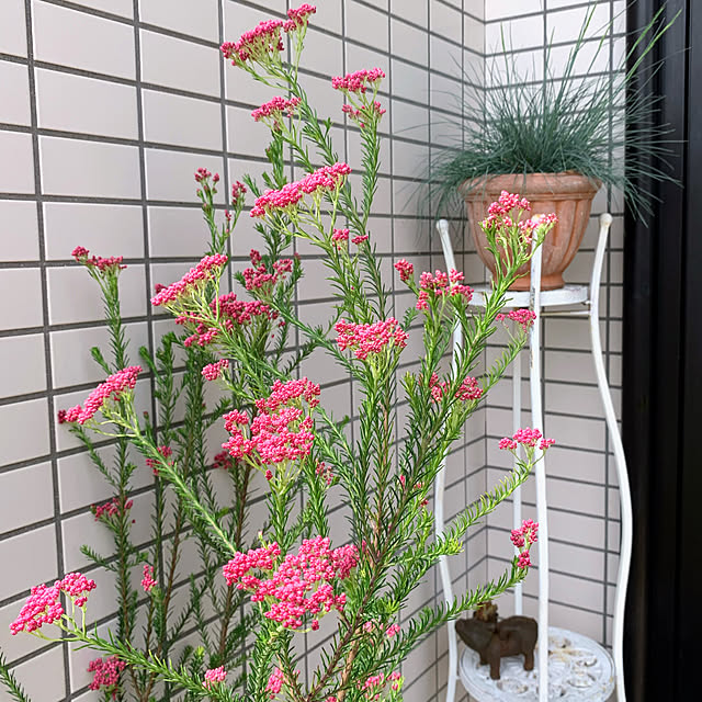 ponyoさんの部屋