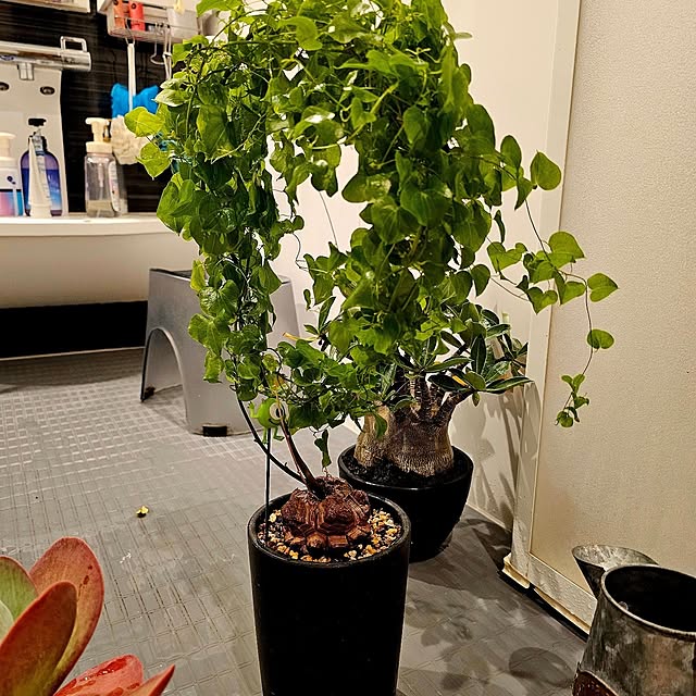 chandong777さんの部屋