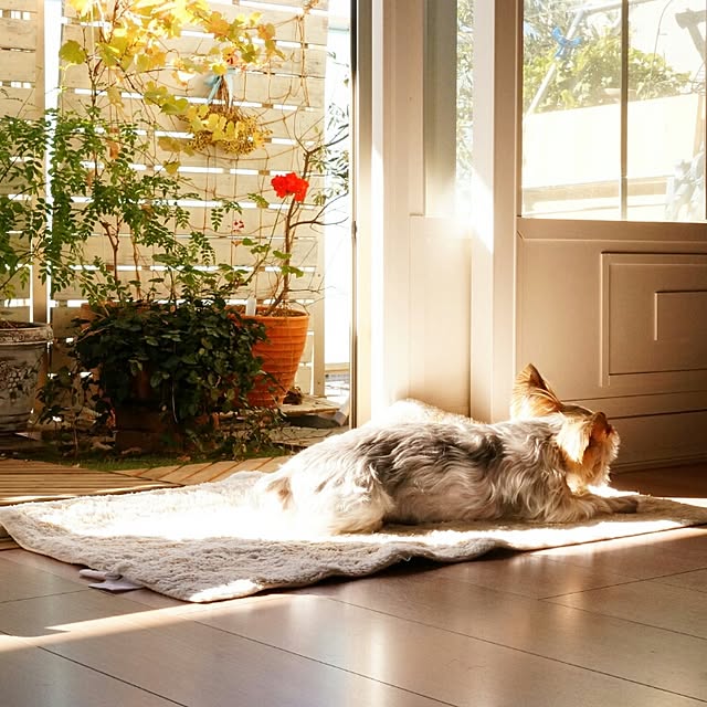 mlemonさんの実例写真