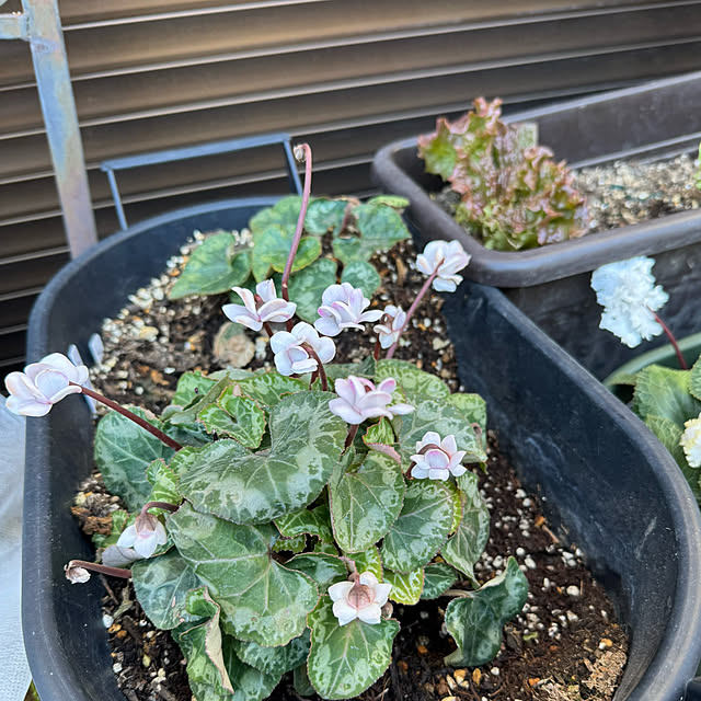 mamizaさんの部屋