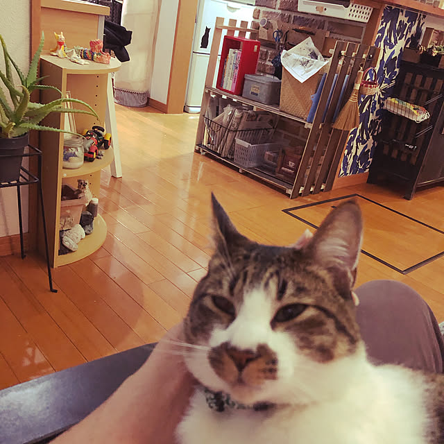 jijiさんの実例写真