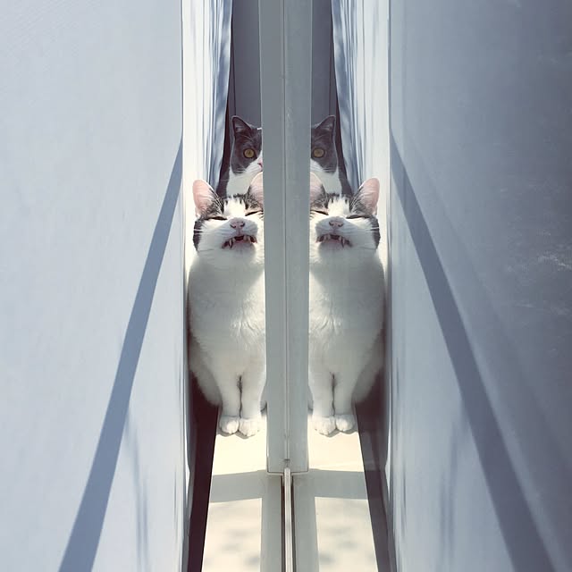 mohayaeteさんの実例写真