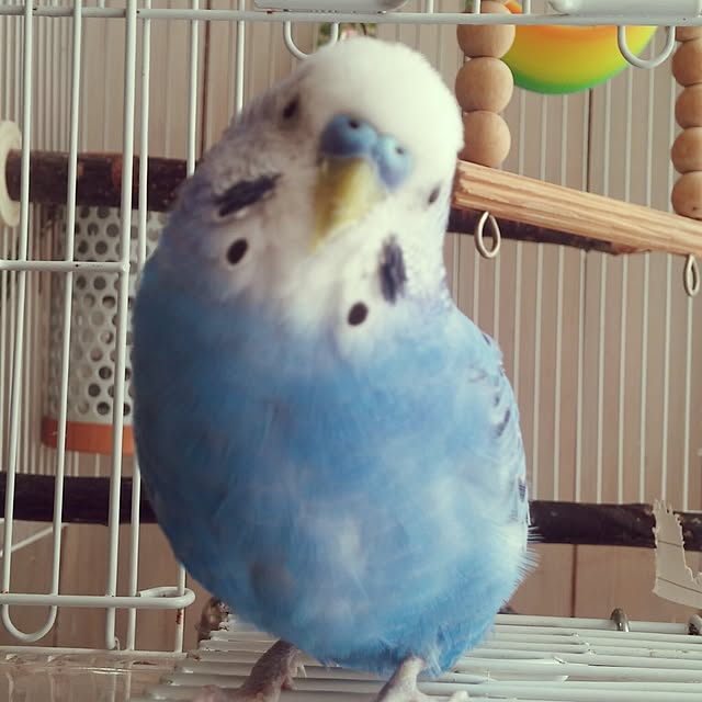 opiopiopiさんの実例写真