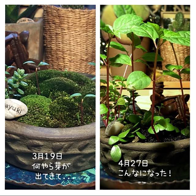 satochanさんの実例写真