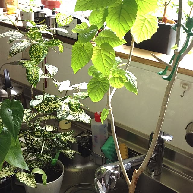 botanさんの実例写真