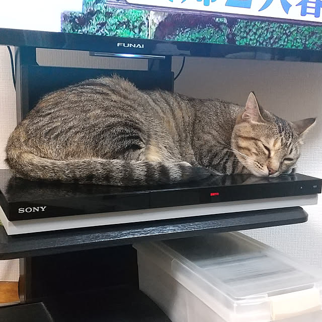 tanuchanさんの実例写真