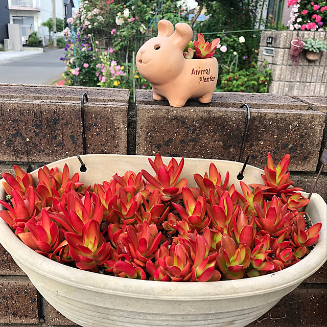 izumiさんの実例写真