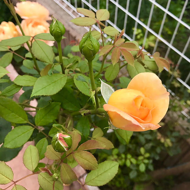 Shinさんの実例写真
