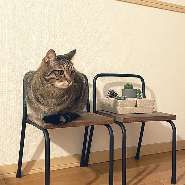 kabosuさんの実例写真