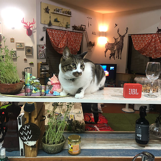 jijiさんの実例写真