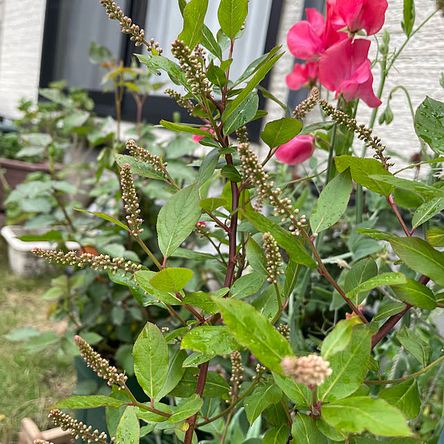 natsumiさんの実例写真