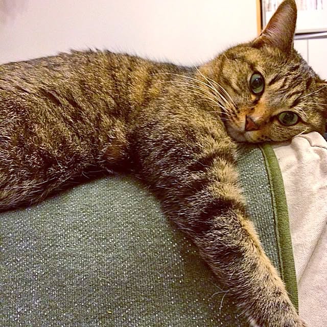 haruさんの実例写真