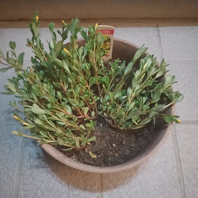 tuushiさんの実例写真