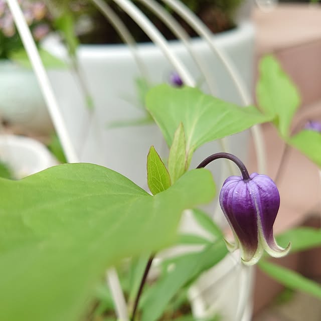 fleur-mamanさんの部屋